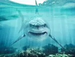 Gros requin